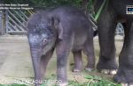 Night Safari welcomes birth of baby elephant - 7