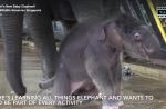 Night Safari welcomes birth of baby elephant - 6