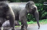 Night Safari welcomes birth of baby elephant - 10