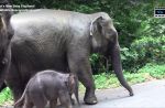 Night Safari welcomes birth of baby elephant - 11