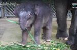 Night Safari welcomes birth of baby elephant - 9