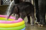 Night Safari welcomes birth of baby elephant - 16