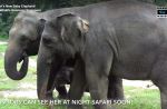 Night Safari welcomes birth of baby elephant - 14