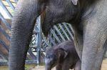 Night Safari welcomes birth of baby elephant - 17