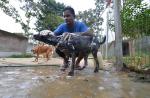 S'pore couple spend $8,000 a month to house 450 dogs in Johor Baru shelter - 9