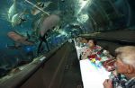 Underwater World Singapore says goodbye after 25 years - 9