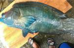 Taiwanese man faces jail for killing rare fish - 1