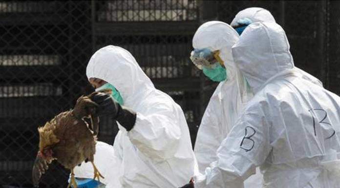 Hong Kong suspends live poultry trade on bird flu concerns