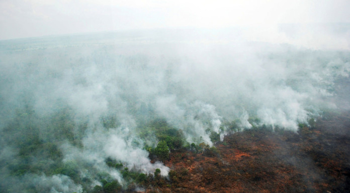 Indonesia plans peat monitoring system to curb choking haze