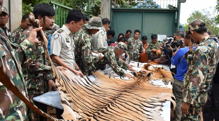 Thai Tiger Temple abbot 'suffers heart attack'