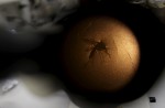 What is the Zika virus? - 15