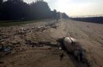 Dolphin carcass washes up on East Coast Park beach - 2