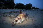 Dolphin carcass washes up on East Coast Park beach - 1