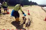 Dolphin carcass washes up on East Coast Park beach - 5