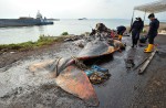 What's inside 10.6m-long dead whale found off Jurong Island - 4