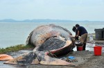 What's inside 10.6m-long dead whale found off Jurong Island - 6