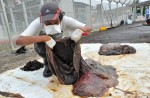 What's inside 10.6m-long dead whale found off Jurong Island - 11