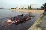 What's inside 10.6m-long dead whale found off Jurong Island - 13