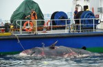 What's inside 10.6m-long dead whale found off Jurong Island - 17