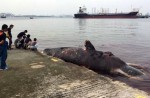 What's inside 10.6m-long dead whale found off Jurong Island - 15