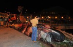 What's inside 10.6m-long dead whale found off Jurong Island - 19