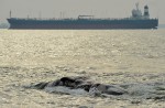 What's inside 10.6m-long dead whale found off Jurong Island - 20