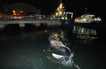 What's inside 10.6m-long dead whale found off Jurong Island - 22