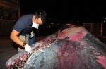 What's inside 10.6m-long dead whale found off Jurong Island - 27