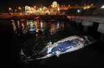 What's inside 10.6m-long dead whale found off Jurong Island - 26