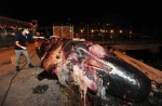 What's inside 10.6m-long dead whale found off Jurong Island - 28