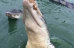 Tourists feed crocodiles from flimsy raft - 2