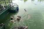 Tourists feed crocodiles from flimsy raft - 3