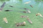 Tourists feed crocodiles from flimsy raft - 5