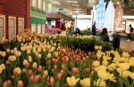 Lovely tulips of Amsterdam at Changi Airport  - 0