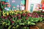 Lovely tulips of Amsterdam at Changi Airport  - 3