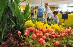 Lovely tulips of Amsterdam at Changi Airport  - 7