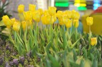 Lovely tulips of Amsterdam at Changi Airport  - 6