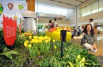 Lovely tulips of Amsterdam at Changi Airport  - 13