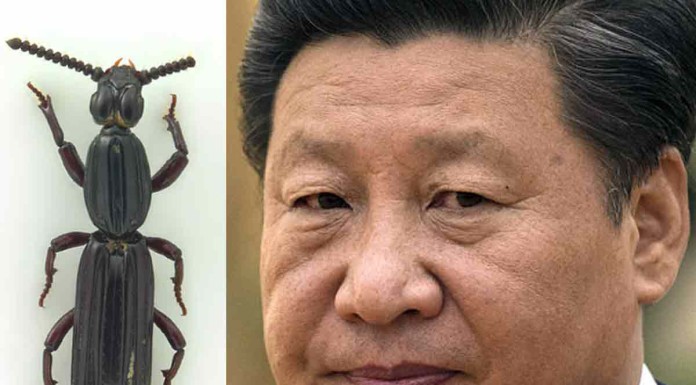 China censors talk of beetle named after Xi Jinping