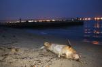 Dolphin carcass washes up on East Coast Park beach - 0