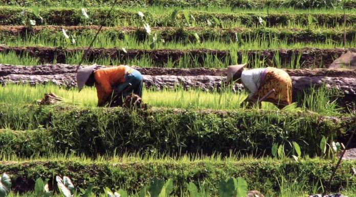 Horseback library serves Indonesia's remote readers