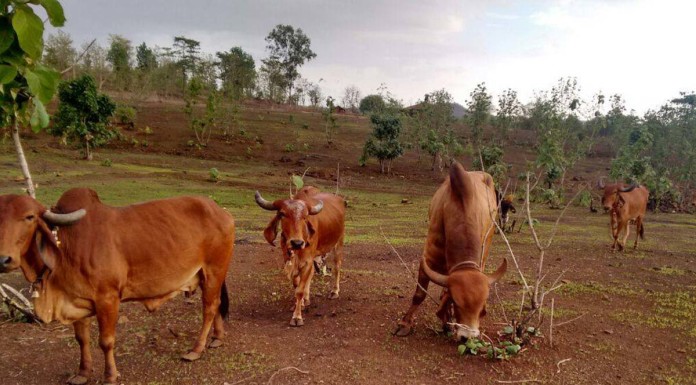 Researchers find traces of gold in cows' urine in India