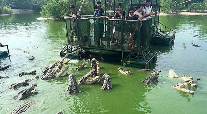 Thai crocodile farm's feeding activity for tourists banned over safety concerns