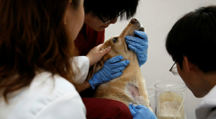 Wagging tails for Taiwan's first veterinary blood bank