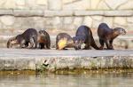 Otters in Singapore - 0