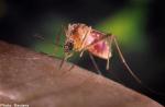 Myths about the Aedes mosquito and dengue - 3