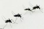 Myths about the Aedes mosquito and dengue - 18