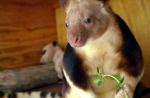 Australia's 'miracle' orphaned tree kangaroo joins Singapore Zoo - 10