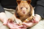 Australia's 'miracle' orphaned tree kangaroo joins Singapore Zoo - 11