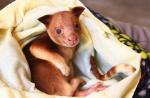 Australia's 'miracle' orphaned tree kangaroo joins Singapore Zoo - 12